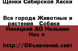 Щенки Сибирской Хаски - Все города Животные и растения » Собаки   . Ненецкий АО,Нельмин Нос п.